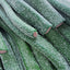 turbo_tubes_watermelon_loose.jpg