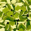 green-turtles-bubblegum-uk.jpg