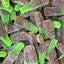 Green Cola Bottles