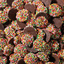 Freckles Milk Chocolate