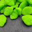 Clouds - Green Watermelon