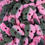BUBS Skull Raspberry / Licorice Foam