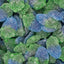Fizzy Blue Raspberries Kingsway UK