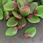 Mayceys Sour Feijoa NZ