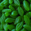 Spearmint leaves NZ